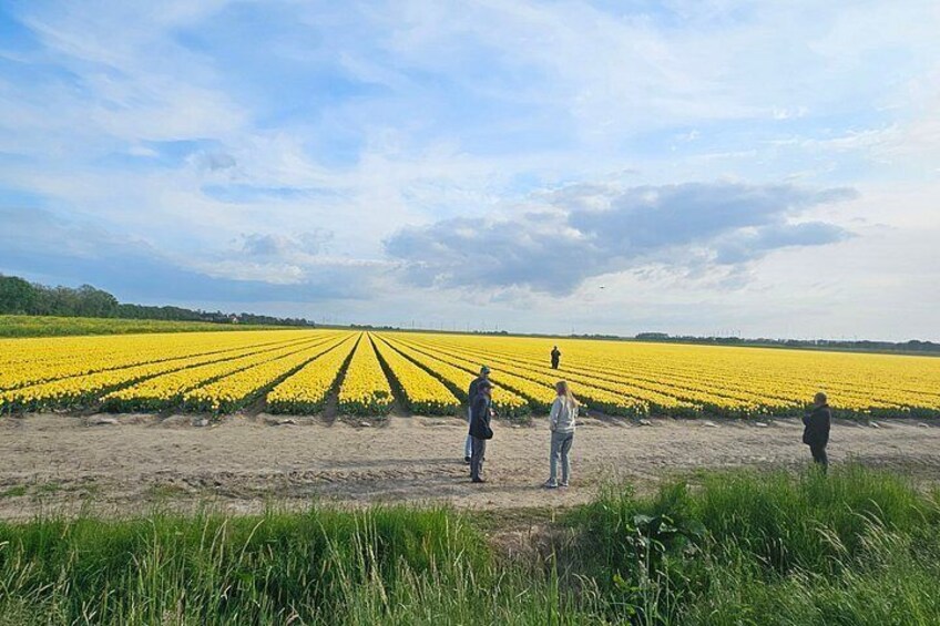 A field of yellow flowers with people standing in the foreground. 5