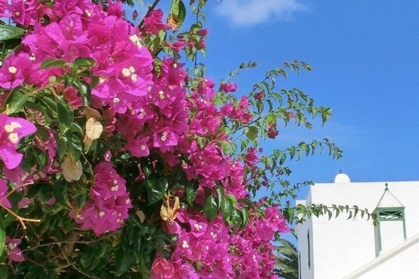 Lanzarote Volcano and Wine Region Tour from Fuerteventura 4