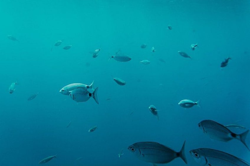 Ein Fischschwarm schwimmt im Meer. 5