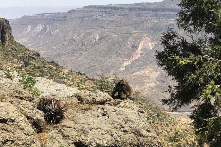 The endemic Gelada Baboon gracing the mountains 3