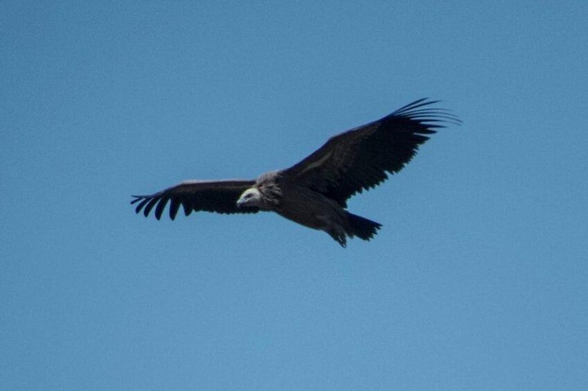 White-backed Vulture flying over our tour bus on the way to Debre Libanos 4