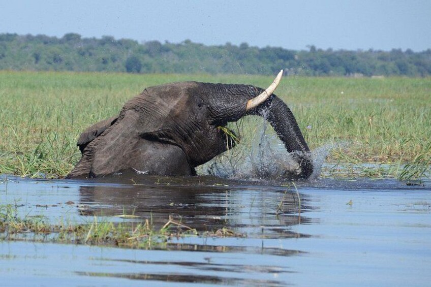 An elephant in water with a tusk. 5