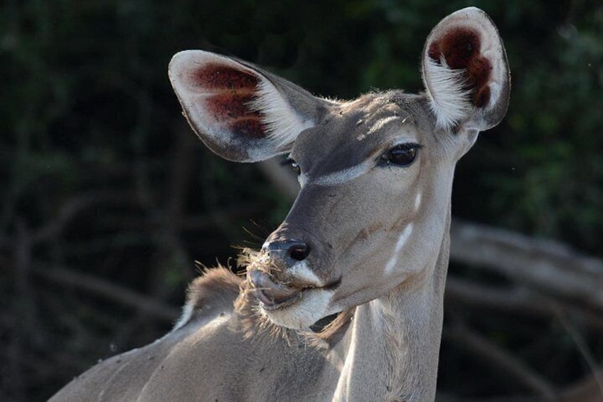 Kudu Grazing 3