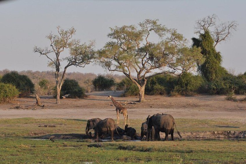 Game on the Chobe River 4