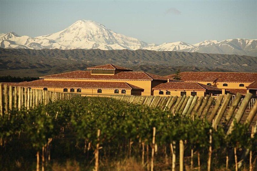 Vineyard landscape 1
