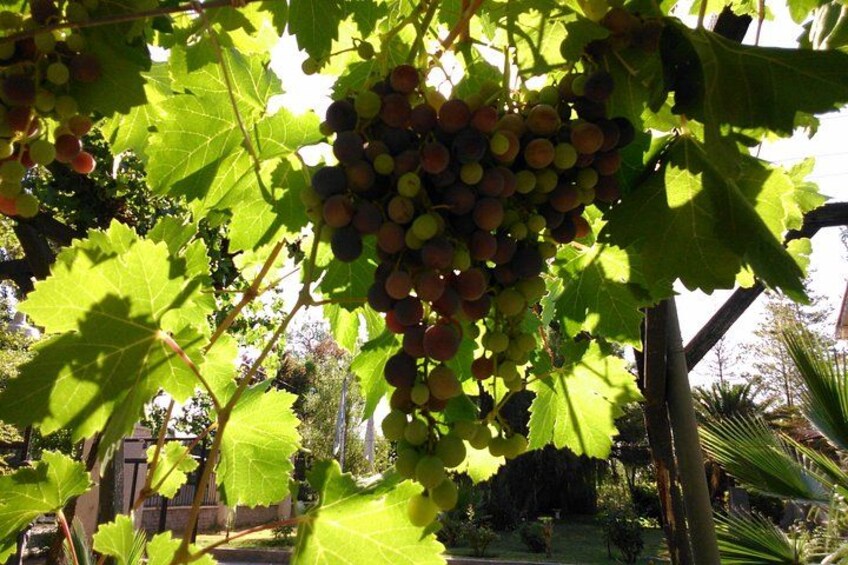 Wine tour with lunch 2