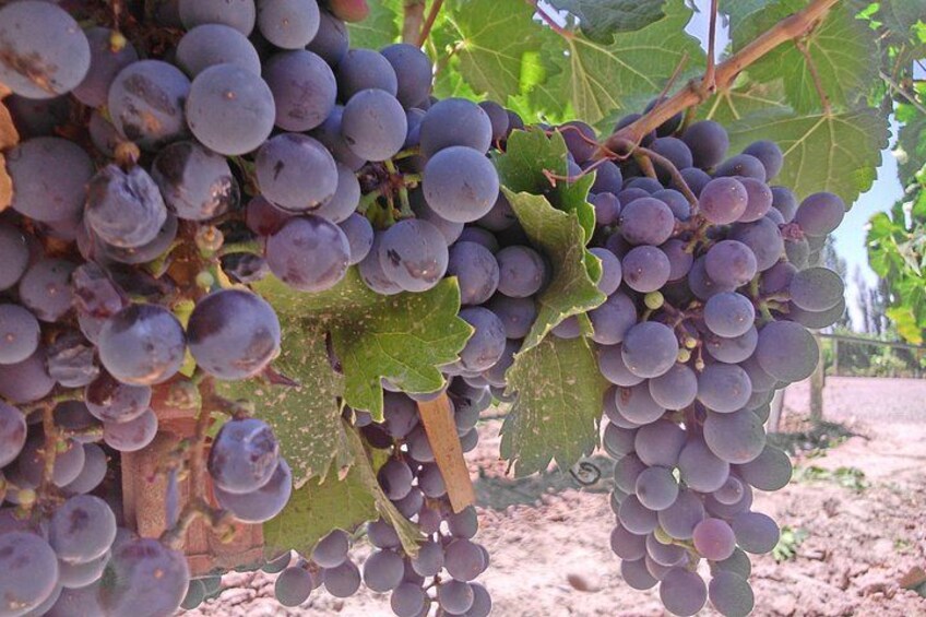 Wine tour with lunch 3