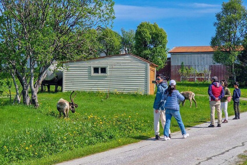 Ländliche Szene mit einem grünen Schuppen, einem Stall und einer Straße, auf der Menschen Wildtiere beobachten. 3