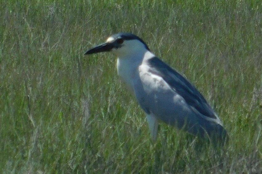 A bird standing in tall grass. 2