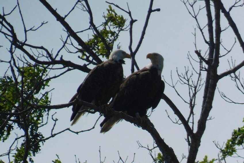 Two eagles perched on a tree branch. 4