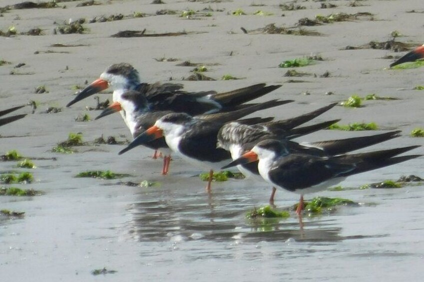 A group of birds standing in shallow water with green vegetation. 3