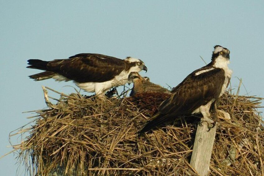 2-Hour Sunset Safari Eco Cruise on the Osprey from Cape May 5