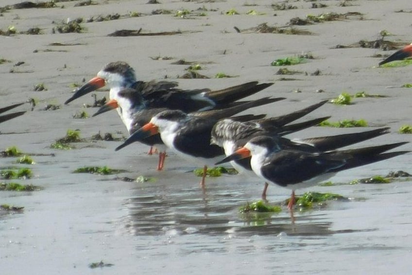 A group of birds standing in shallow water with green vegetation. 2