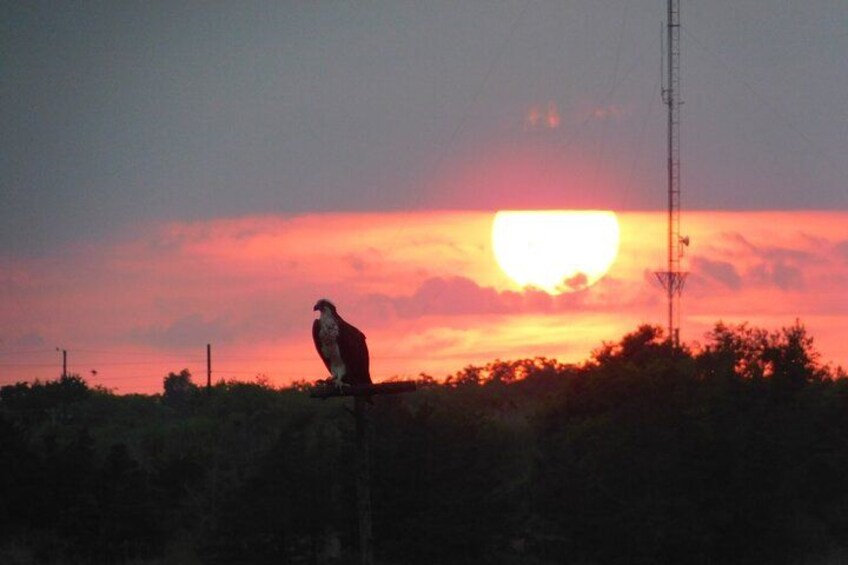 A bird perched on a pole with a sunset in the background. 1