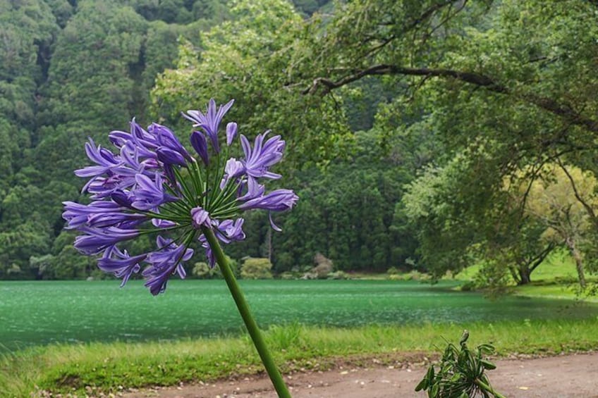 Une fleur violette dans un parc, avec un champ verdoyant et des arbres en arrière-plan. 2