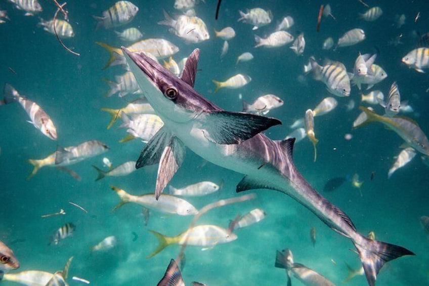 In the midst of a shoal of yellow-tailed tropical fish in Puerto Rico, a Remora (or suckerfish) steals focus. 3