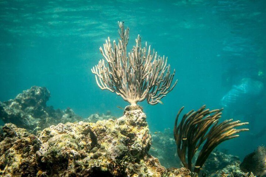 Coral formations sit just meters below the surface in the waters off Puerto Rico. 3