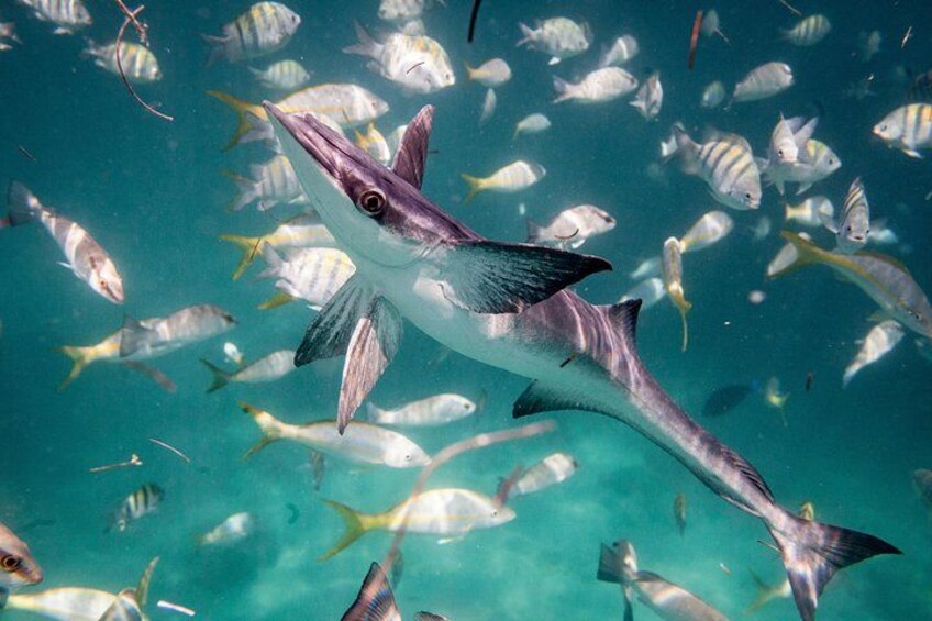 In the midst of a shoal of yellow-tailed tropical fish in Puerto Rico, a Remora (or suckerfish) steals focus. 2