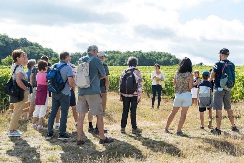 Tour of a Vineyard, Winery & Cellar with Wine Tasting in Vouvray, Loire Valley 5