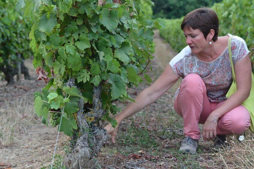 Visit of Vouvray vineyard in the Loire Valley 5