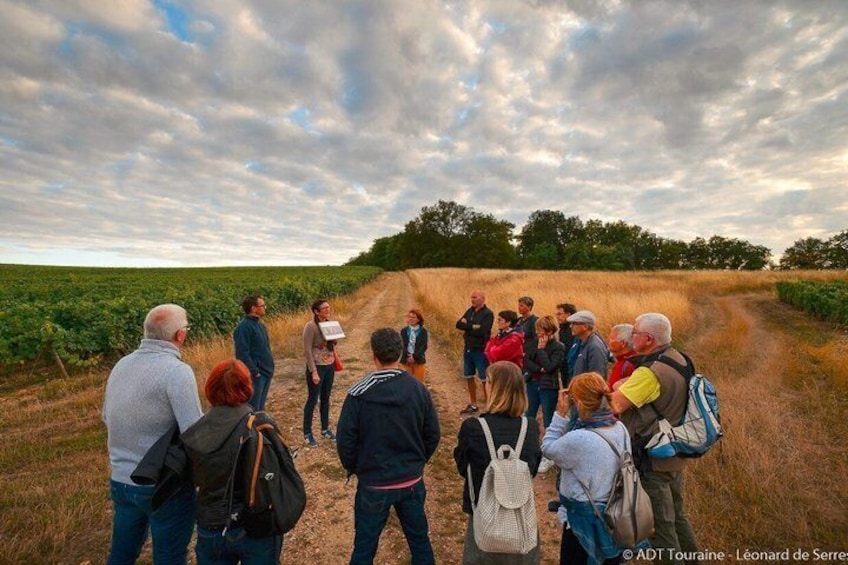 Tour of a Vineyard, Winery & Cellar with Wine Tasting in Vouvray, Loire Valley 1