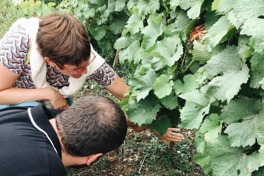 Vineyard tour in Vouvray, Loire Valley 3