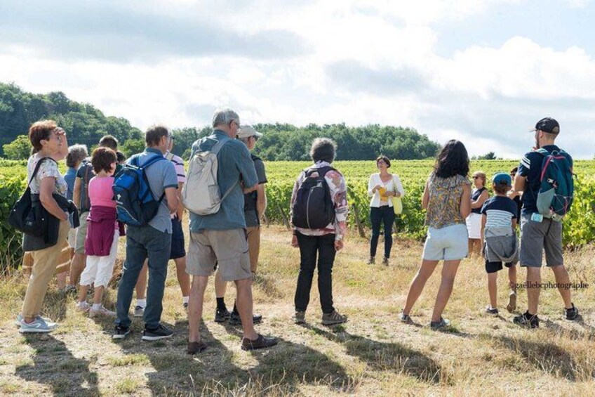 Tour of a Vineyard, Winery & Cellar with Wine Tasting in Vouvray, Loire Valley 3