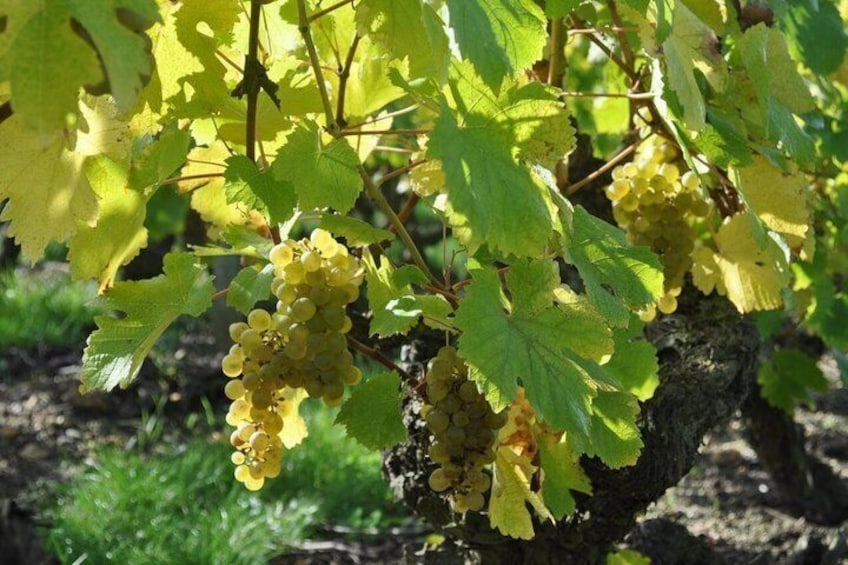 Tour of a Vineyard, Winery & Cellar with Wine Tasting in Vouvray, Loire Valley 3