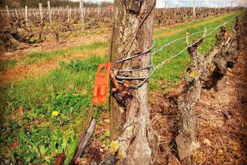 Tour of a Vineyard, Winery & Cellar with Wine Tasting in Vouvray, Loire Valley 4