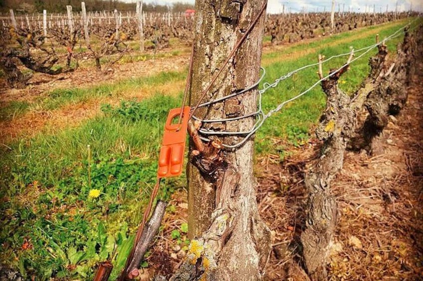 A vineyard with rows of grapevines, a tree with a metal structure attached, and a grassy field. 2
