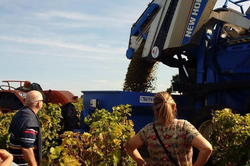 Guided vineyard tour at harvest time in the Loire Valley 5