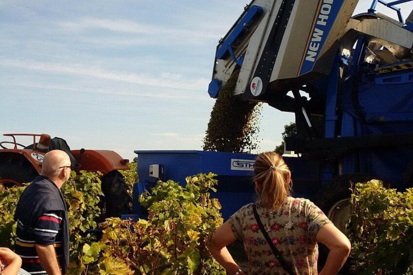 Guided vineyard tour at harvest time in the Loire Valley 4