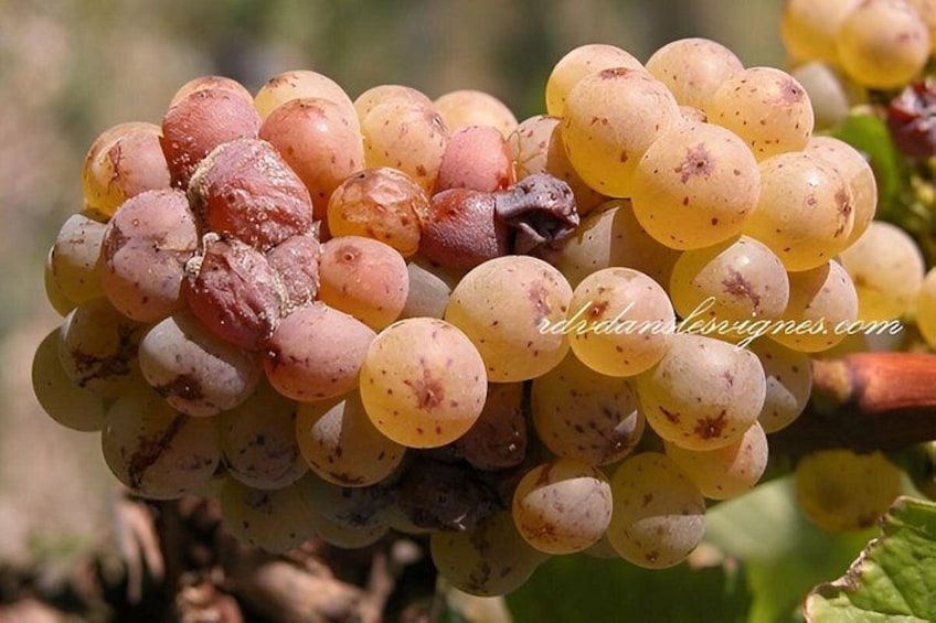 A cluster of grapes with varying ripeness, some green and some turning yellow. 3