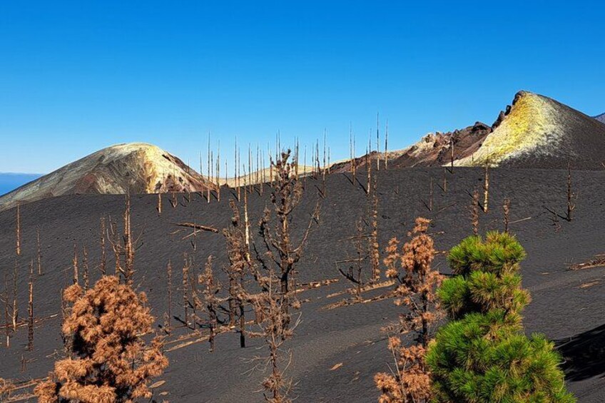 A volcanic landscape with barren trees and a clear sky. 2