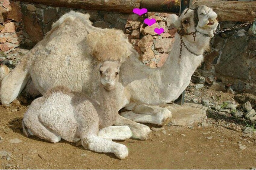 A camel with a baby camel lying on the ground. 2