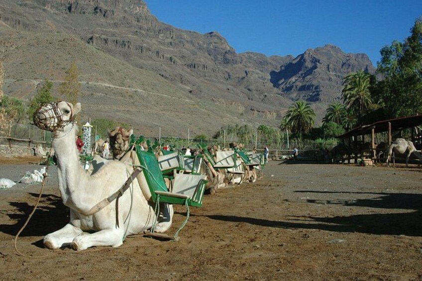 A camel with a saddle and a green chair in a desert setting with mountains in the background. 4