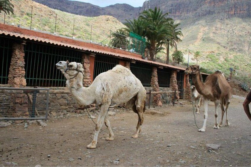 A camel with a saddle in front of a building with a red roof and stone walls. 3
