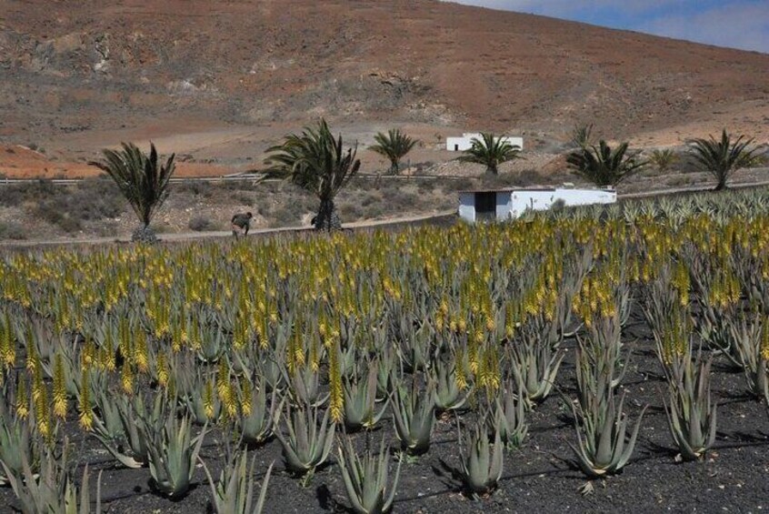 Full-Day Tour Exploring History, Nature and Aloe Vera Farm