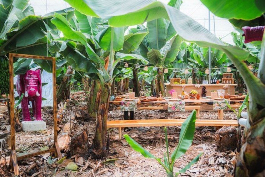 A greenhouse with banana plants, wooden benches, and a pink elephant statue. 2