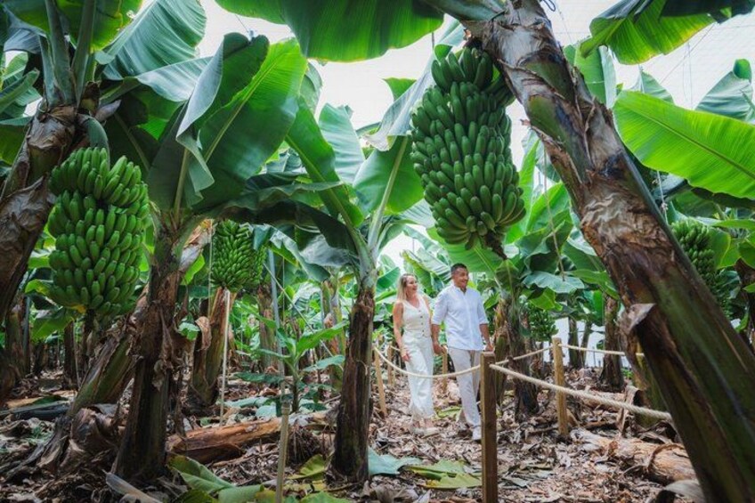 A banana plantation with large green bananas hanging from the trees. 1