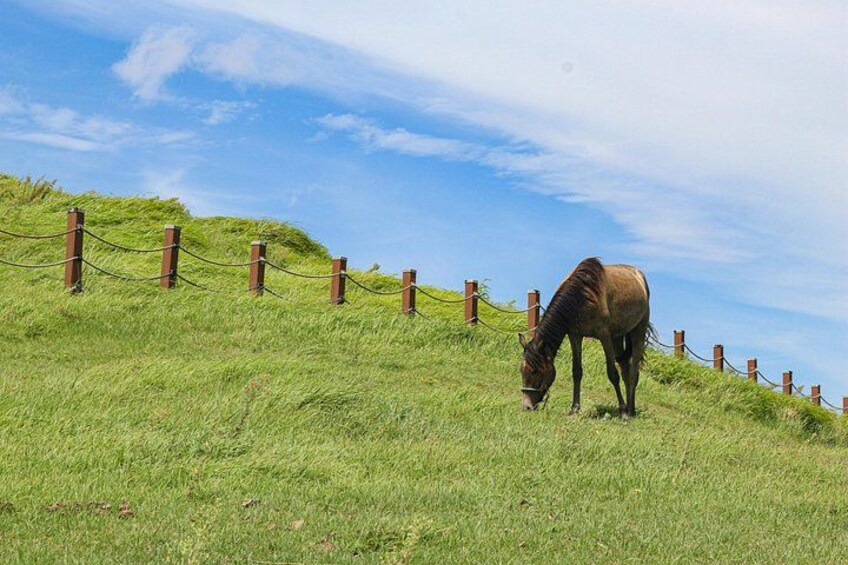 Jeju Horse 5