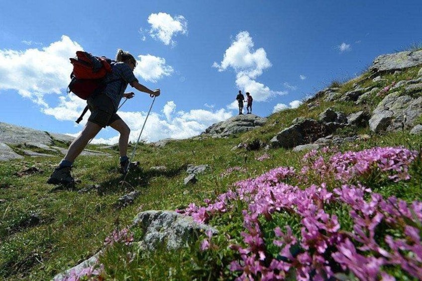 Un excursionista con una mochila roja en una colina cubierta de hierba, flores rosadas y terreno rocoso. 2