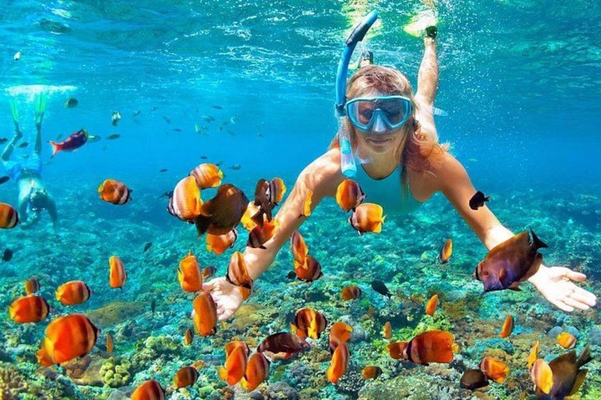 A person snorkeling underwater surrounded by various fish. 1