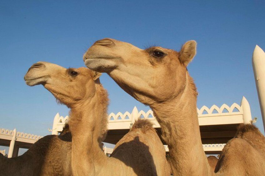 Private Half Day Bahrain Heritage Tour 1