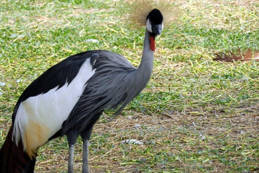 Een vogel met een lange hals en een opvallend veerkroon op zijn kop. 2