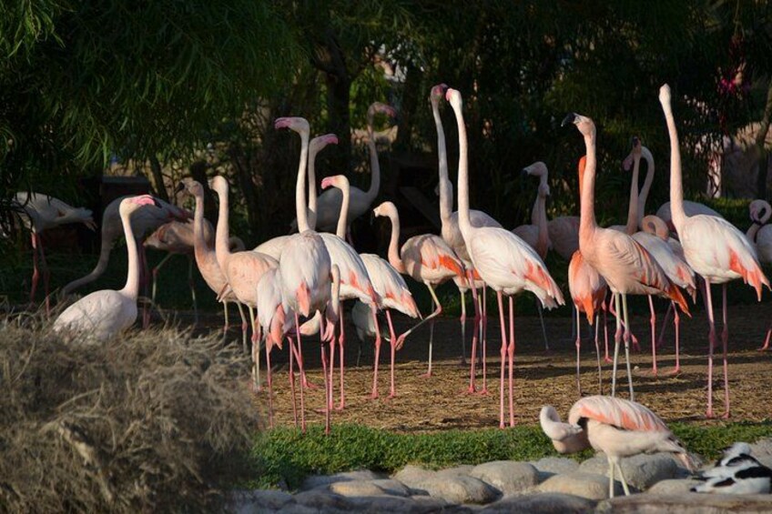 Een groep flamingo's in een natuurlijke omgeving met bomen en rotsen. 4