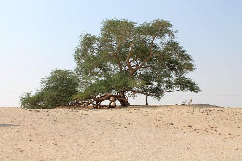 Nature Flora and Fauna Trip from Manama 1