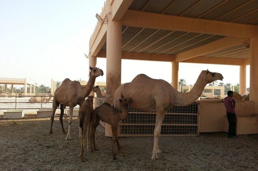 Camellos en un espacio cerrado con una persona de pie cerca. 2
