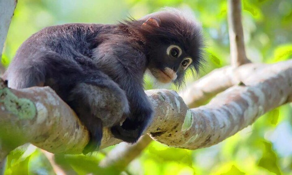 Dusky leaf monkeys