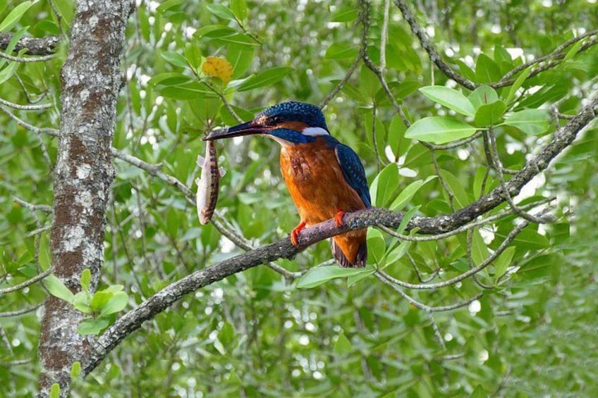Kingfisher 1